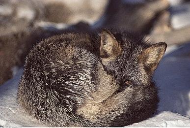 《大富翁》1-4代在Steam正式发售 快来回味经典