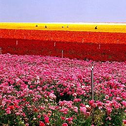 《暴君的游戏》将于9＆15脱离抢先体验推出正式版